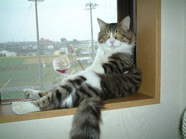 funny-cat-photos-relaxing-with-a-wine-and-cigarett1.jpg